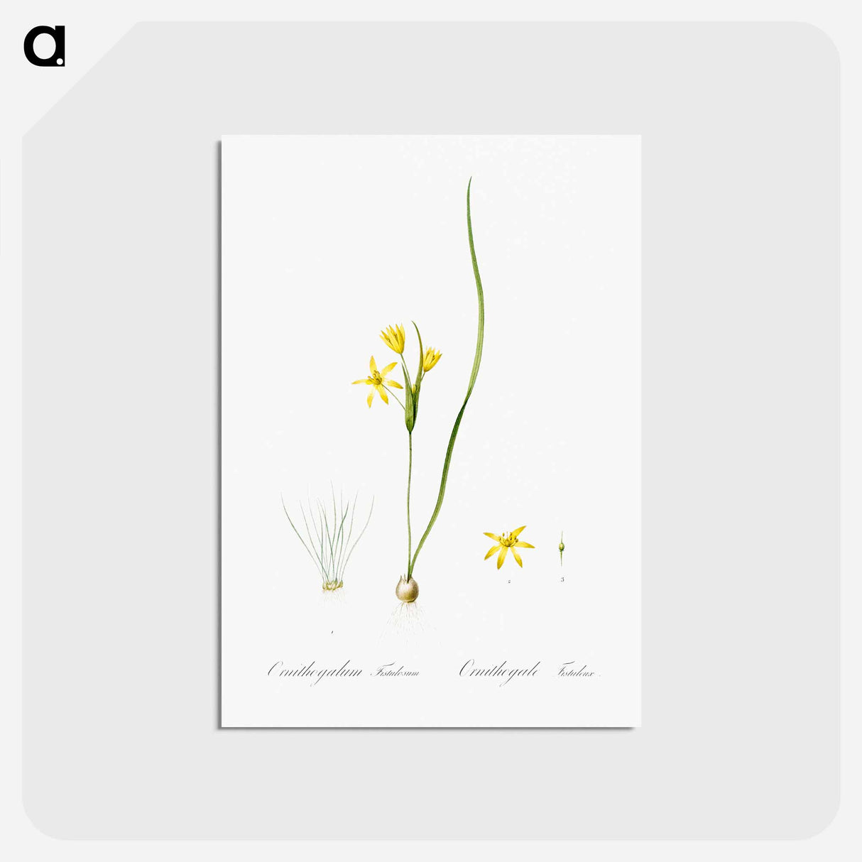 アートポストカード-Wonder flower illustration - ピエール ジョゼフ ルドゥーテ Postcard.