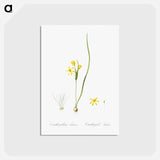 アートポストカード-Wonder flower illustration - ピエール ジョゼフ ルドゥーテ Postcard.
