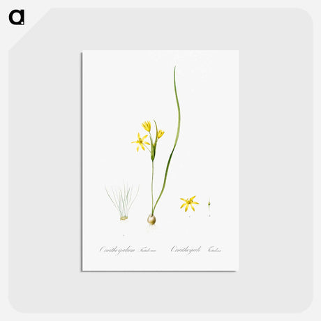 アートポストカード-Wonder flower illustration - ピエール ジョゼフ ルドゥーテ Postcard.