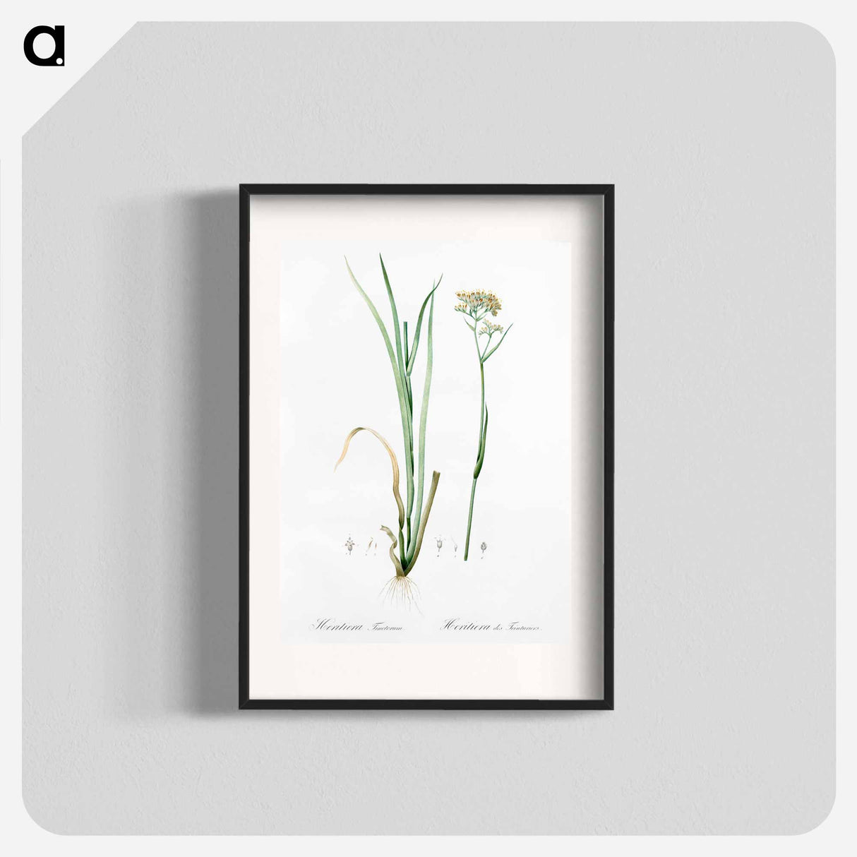 Carolina redroot illustration - Pierre Joseph Redouté Poster.