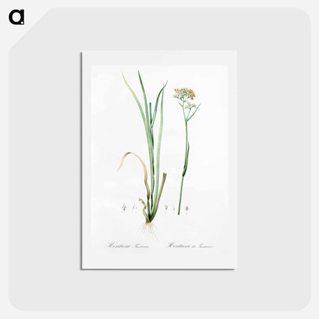 アートポストカード-Carolina redroot illustration - ピエール ジョゼフ ルドゥーテ Postcard.