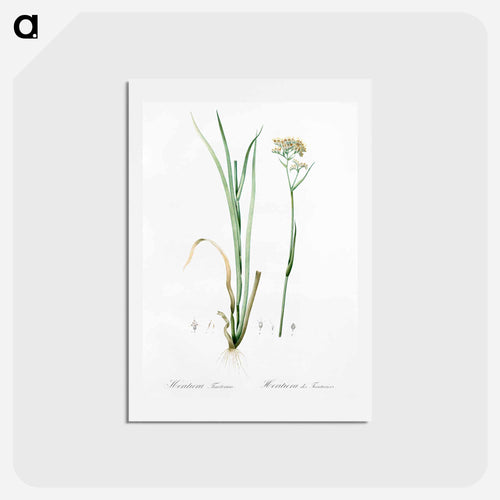 Carolina redroot illustration - ピエール ジョゼフ ルドゥーテ Postcard.