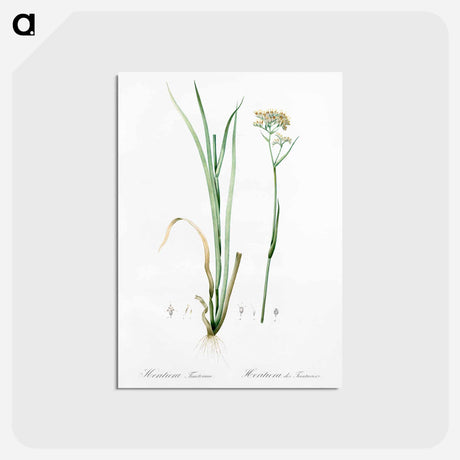 アートポストカード-Carolina redroot illustration - ピエール ジョゼフ ルドゥーテ Postcard.