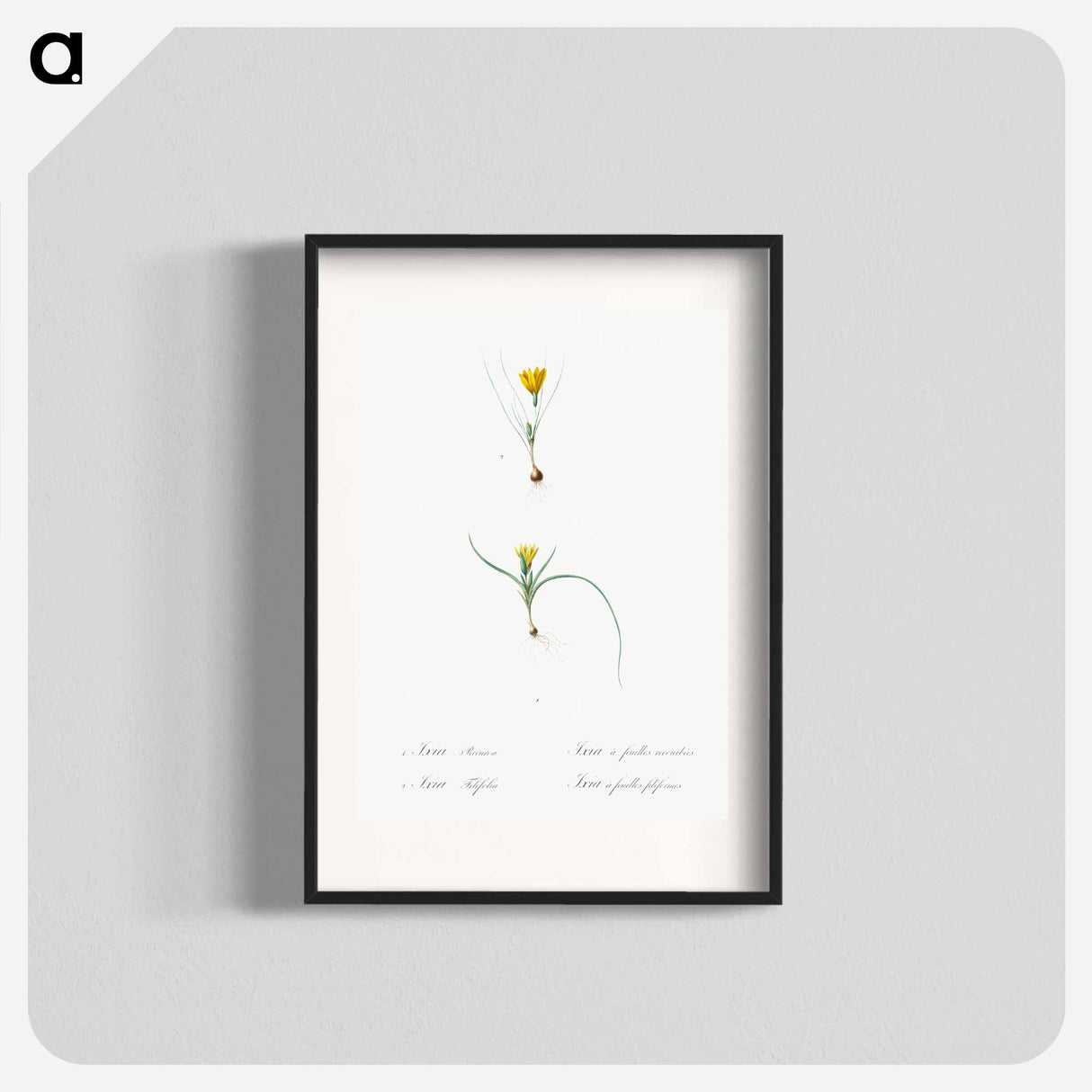 Ixia recurva 2. Ixia filifolia illustration from Les liliacées - Pierre-Joseph Redouté Poster.