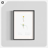 Ixia recurva 2. Ixia filifolia illustration from Les liliacées - Pierre-Joseph Redouté Poster.