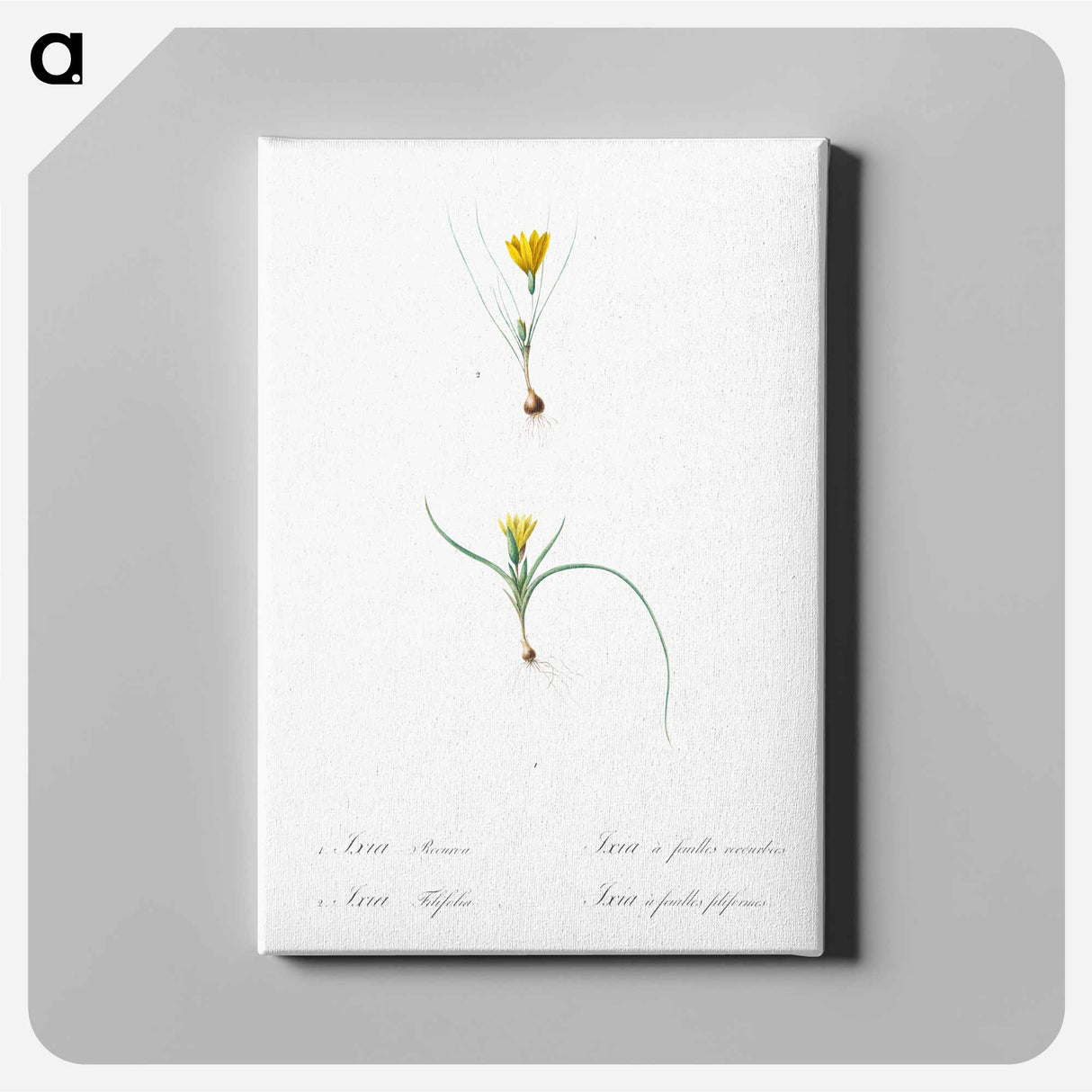 アートパネル-Ixia recurva 2. Ixia filifolia illustration from Les liliacées - ピエール ジョゼフ ルドゥーテ Canvas.