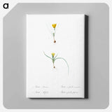 アートパネル-Ixia recurva 2. Ixia filifolia illustration from Les liliacées - ピエール ジョゼフ ルドゥーテ Canvas.
