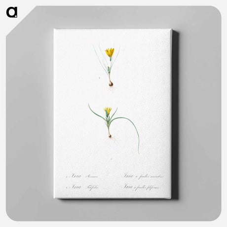 アートパネル-Ixia recurva 2. Ixia filifolia illustration from Les liliacées - ピエール ジョゼフ ルドゥーテ Canvas.