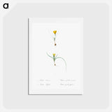 アートポストカード-Ixia recurva 2. Ixia filifolia illustration from Les liliacées - ピエール ジョゼフ ルドゥーテ Postcard.