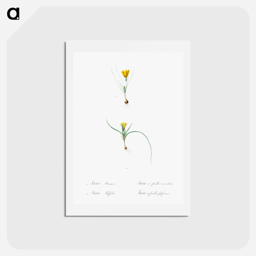 Ixia recurva 2. Ixia filifolia illustration from Les liliacées - ピエール ジョゼフ ルドゥーテ Postcard.