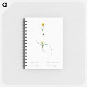 アートメモ帳-Ixia recurva 2. Ixia filifolia illustration from Les liliacées - ピエール ジョゼフ ルドゥーテ Memo.