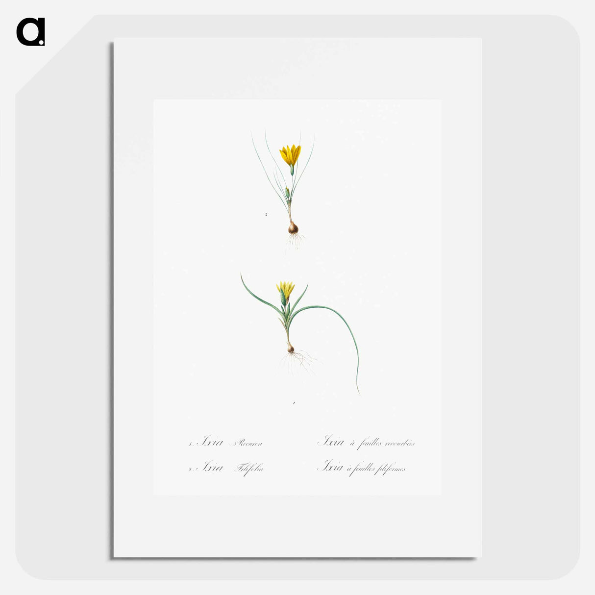 Ixia recurva 2. Ixia filifolia illustration from Les liliacées - Pierre-Joseph Redouté Poster.