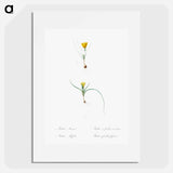 Ixia recurva 2. Ixia filifolia illustration from Les liliacées - Pierre-Joseph Redouté Poster.