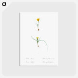 アートポストカード-Ixia recurva 2. Ixia filifolia illustration from Les liliacées - ピエール ジョゼフ ルドゥーテ Postcard.