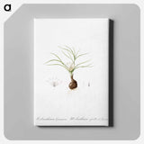 アートパネル-Melanthium gramineum illustration - ピエール ジョゼフ ルドゥーテ Canvas.