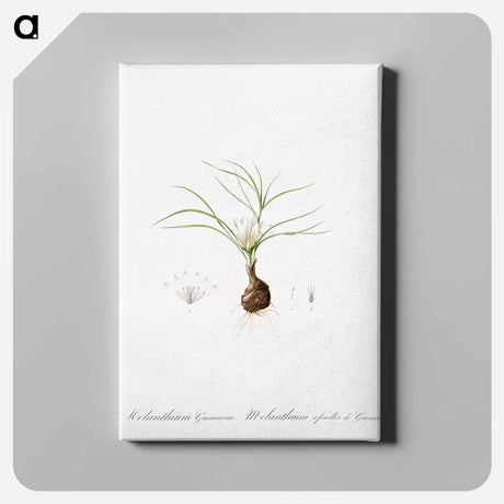 アートパネル-Melanthium gramineum illustration - ピエール ジョゼフ ルドゥーテ Canvas.