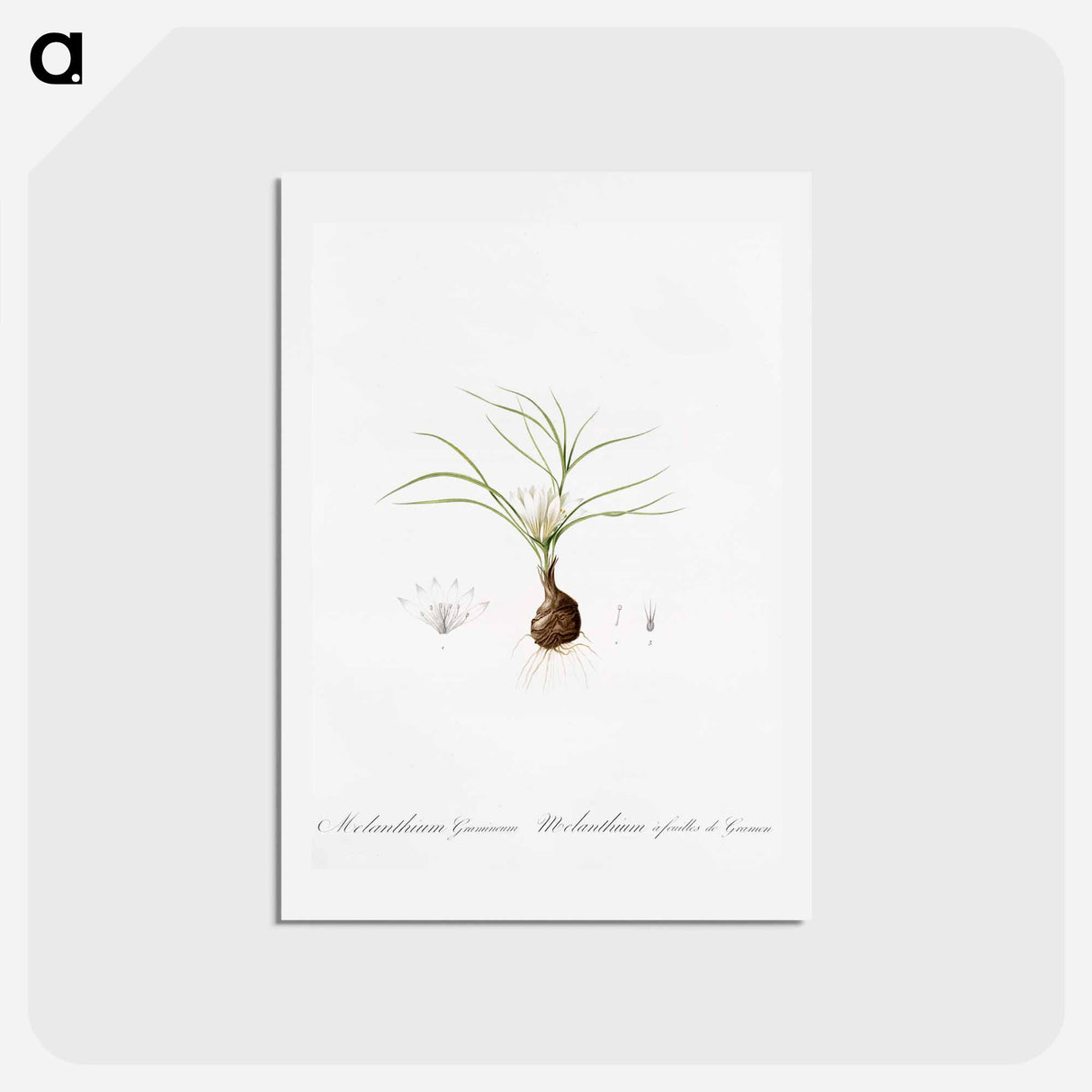 アートポストカード-Melanthium gramineum illustration - ピエール ジョゼフ ルドゥーテ Postcard.