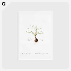 アートポストカード-Melanthium gramineum illustration - ピエール ジョゼフ ルドゥーテ Postcard.