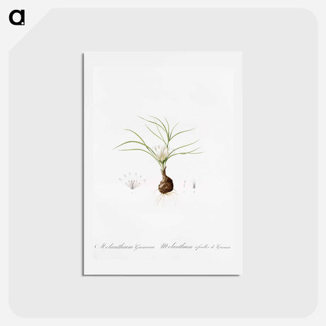 アートポストカード-Melanthium gramineum illustration - ピエール ジョゼフ ルドゥーテ Postcard.