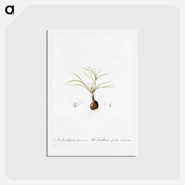 アートポストカード-Melanthium gramineum illustration - ピエール ジョゼフ ルドゥーテ Postcard.