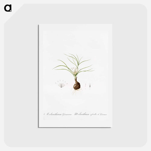 Melanthium gramineum illustration - ピエール ジョゼフ ルドゥーテ Postcard.