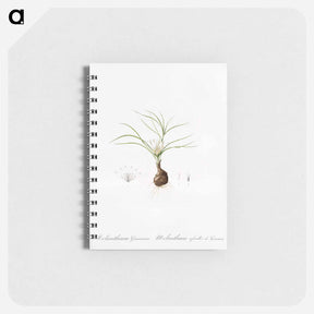 アートメモ帳-Melanthium gramineum illustration - ピエール ジョゼフ ルドゥーテ Memo.