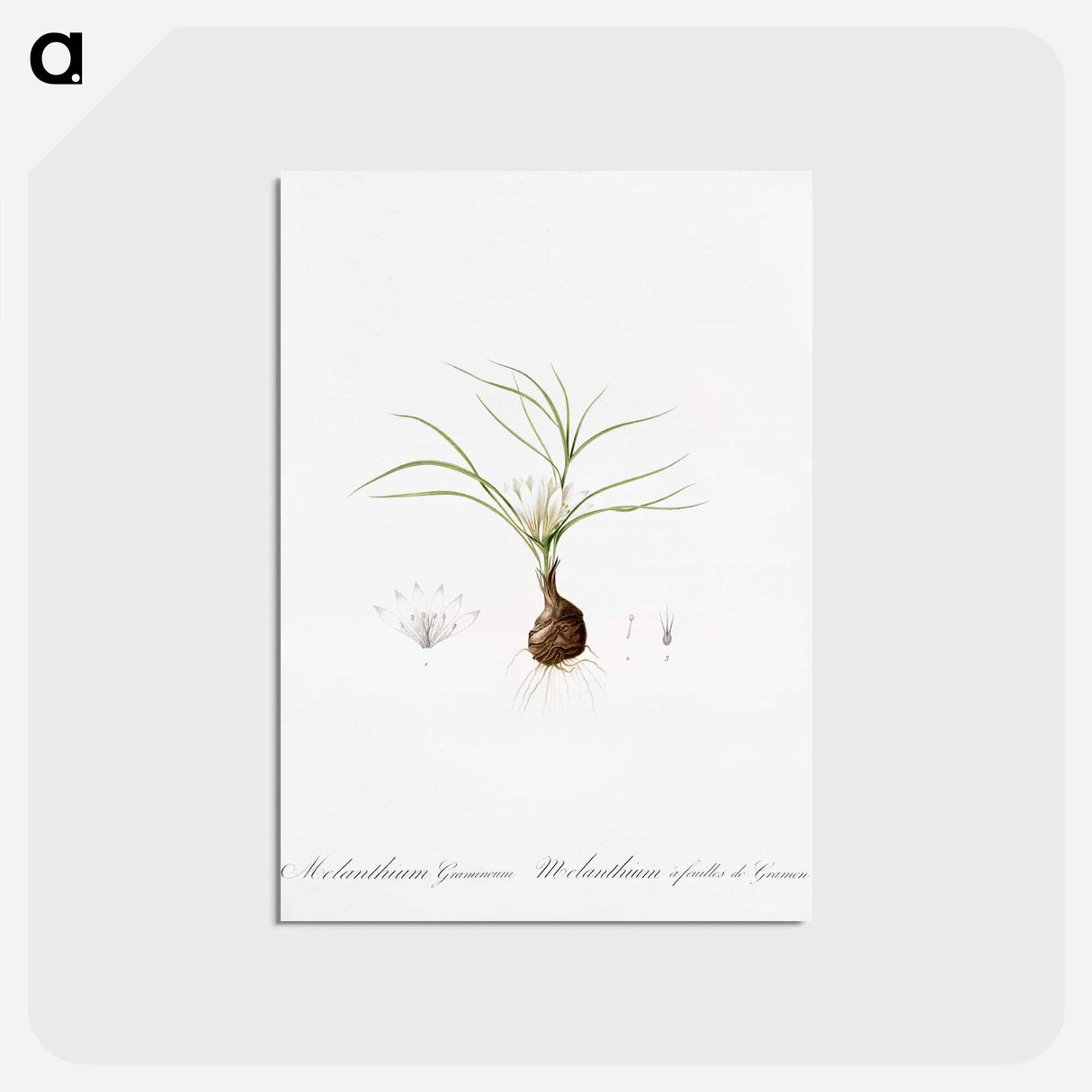 アートポストカード-Melanthium gramineum illustration - ピエール ジョゼフ ルドゥーテ Postcard.