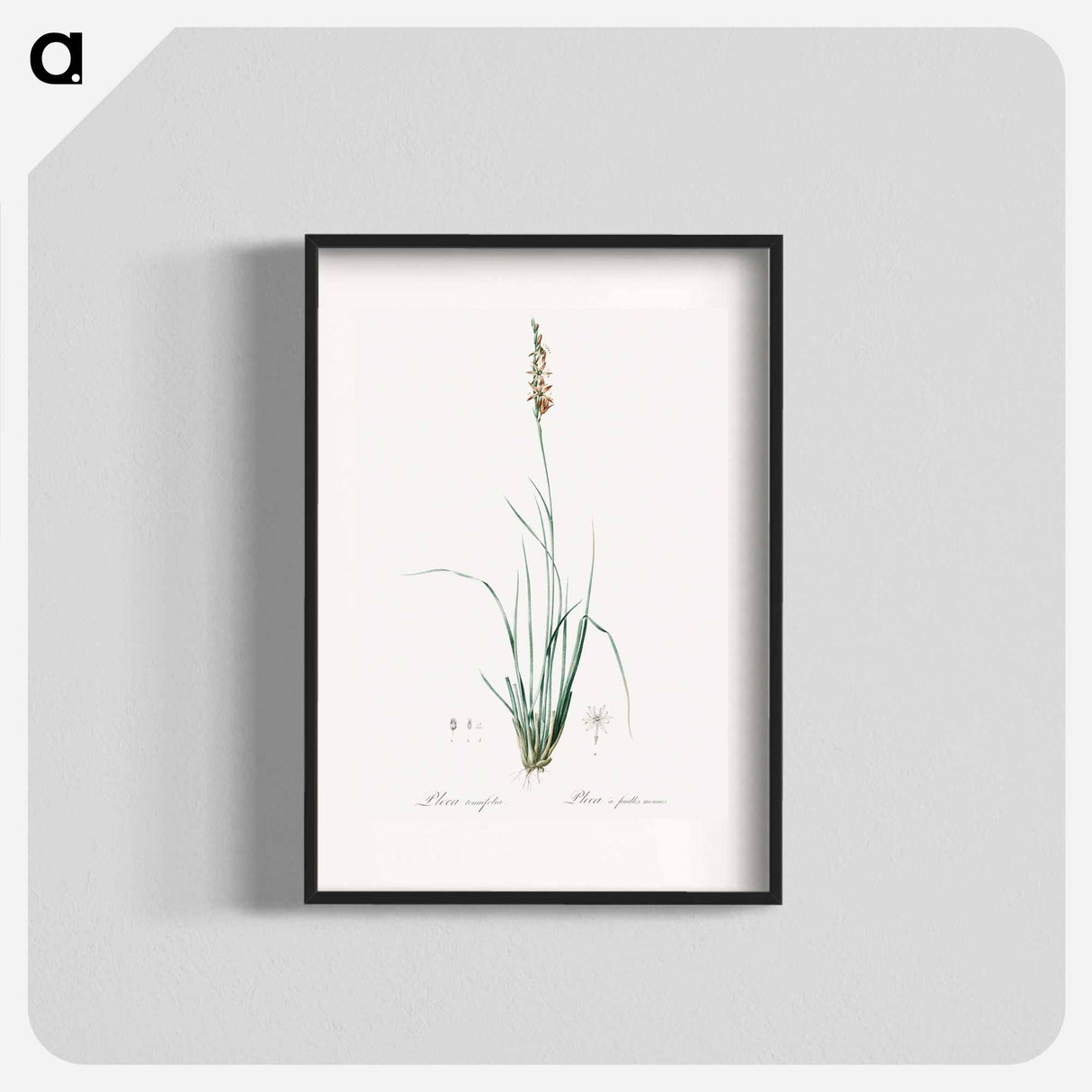 Rush featherling illustration - Pierre Joseph Redouté Poster.