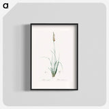 Rush featherling illustration - Pierre Joseph Redouté Poster.