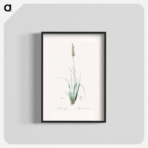 アートポスター-Rush featherling illustration - ピエール ジョゼフ ルドゥーテ Poster.