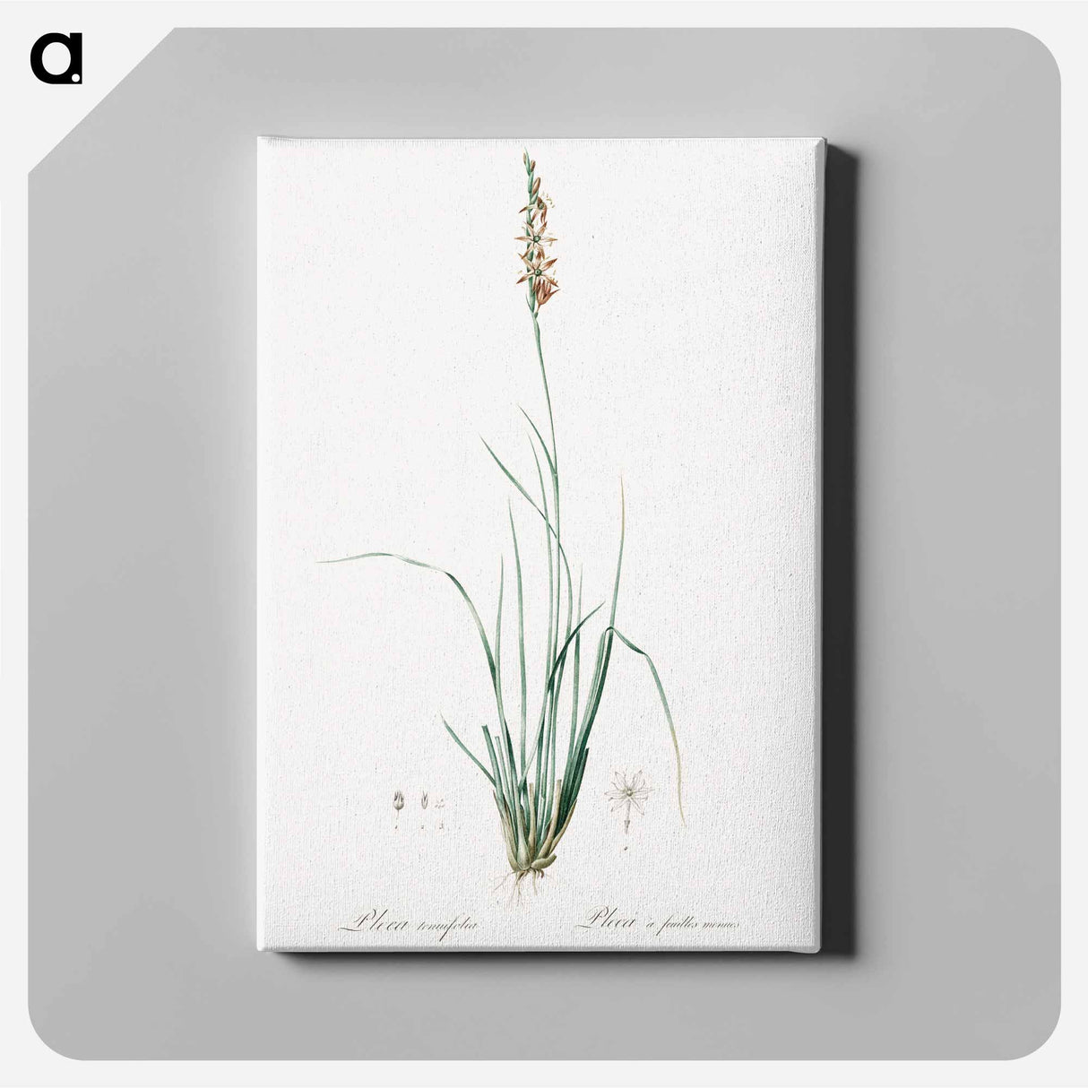 アートパネル-Rush featherling illustration - ピエール ジョゼフ ルドゥーテ Canvas.