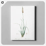 アートパネル-Rush featherling illustration - ピエール ジョゼフ ルドゥーテ Canvas.