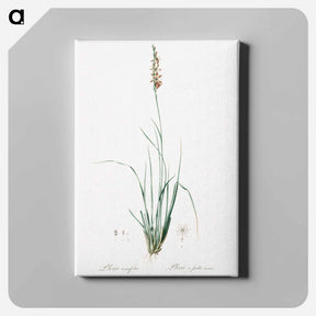 アートパネル-Rush featherling illustration - ピエール ジョゼフ ルドゥーテ Canvas.