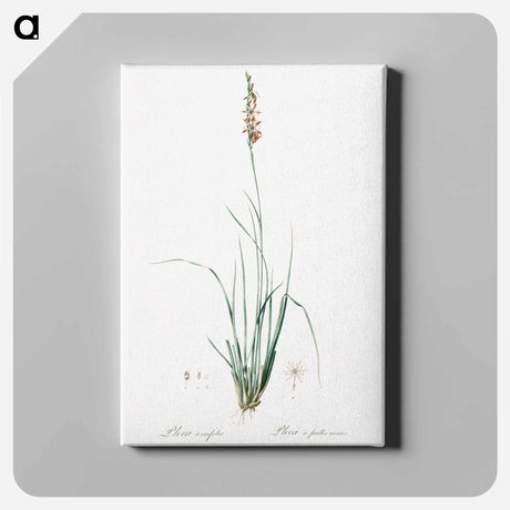 アートパネル-Rush featherling illustration - ピエール ジョゼフ ルドゥーテ Canvas.