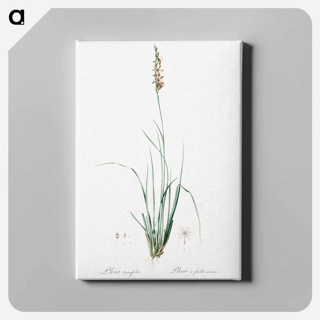 アートパネル-Rush featherling illustration - ピエール ジョゼフ ルドゥーテ Canvas.