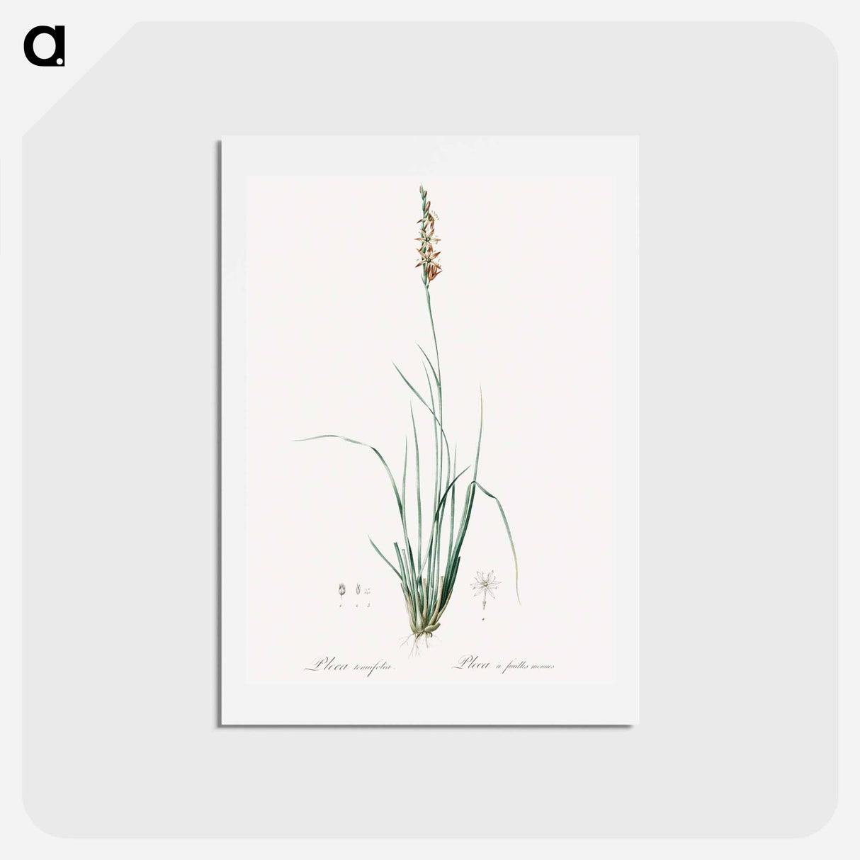 アートポストカード-Rush featherling illustration - ピエール ジョゼフ ルドゥーテ Postcard.