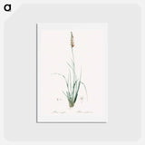 アートポストカード-Rush featherling illustration - ピエール ジョゼフ ルドゥーテ Postcard.