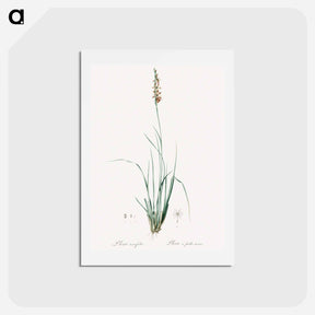 アートポストカード-Rush featherling illustration - ピエール ジョゼフ ルドゥーテ Postcard.