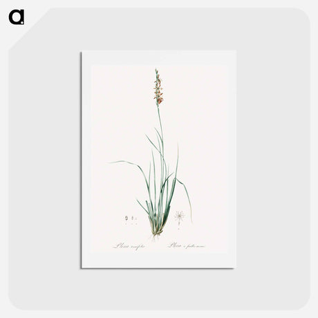 アートポストカード-Rush featherling illustration - ピエール ジョゼフ ルドゥーテ Postcard.