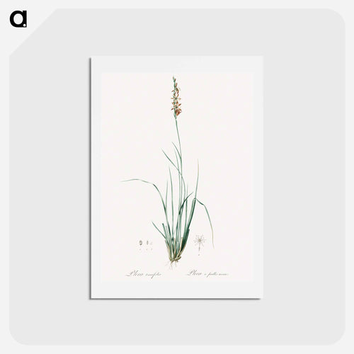 Rush featherling illustration - ピエール ジョゼフ ルドゥーテ Postcard.