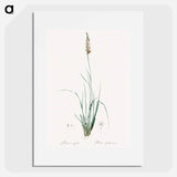 Rush featherling illustration - Pierre Joseph Redouté Poster.