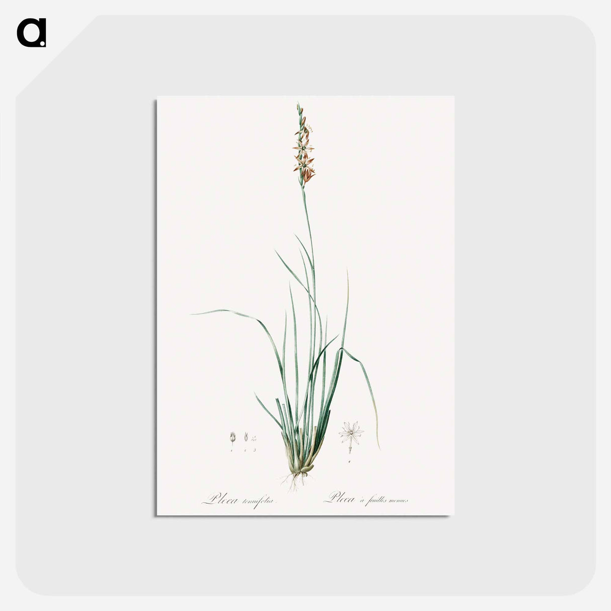 アートポストカード-Rush featherling illustration - ピエール ジョゼフ ルドゥーテ Postcard.