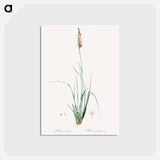 アートポストカード-Rush featherling illustration - ピエール ジョゼフ ルドゥーテ Postcard.