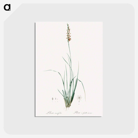 アートポストカード-Rush featherling illustration - ピエール ジョゼフ ルドゥーテ Postcard.