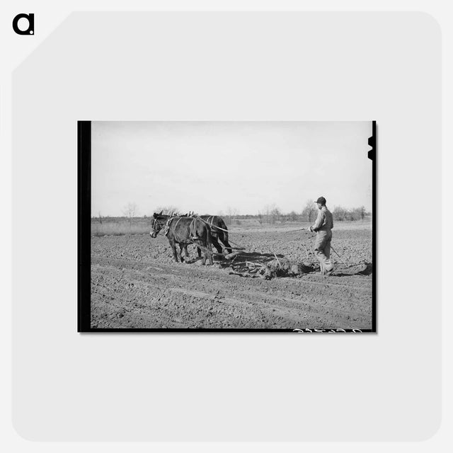 アートポストカード-Tenant Farmer Harrowing
 - ラッセル リー Postcard.