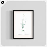 Ornithogalum tenuifolium illustration - Pierre Joseph Redouté Poster.