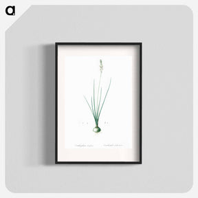 アートポスター-Ornithogalum tenuifolium illustration - ピエール ジョゼフ ルドゥーテ Poster.