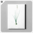 アートパネル-Ornithogalum tenuifolium illustration - ピエール ジョゼフ ルドゥーテ Canvas.
