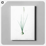 アートパネル-Ornithogalum tenuifolium illustration - ピエール ジョゼフ ルドゥーテ Canvas.