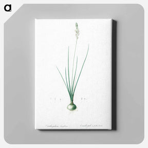 アートパネル-Ornithogalum tenuifolium illustration - ピエール ジョゼフ ルドゥーテ Canvas.